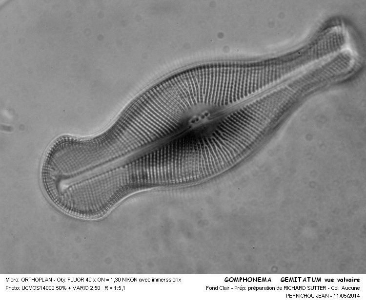 GOMPHONEMA GEMINATUM #37506