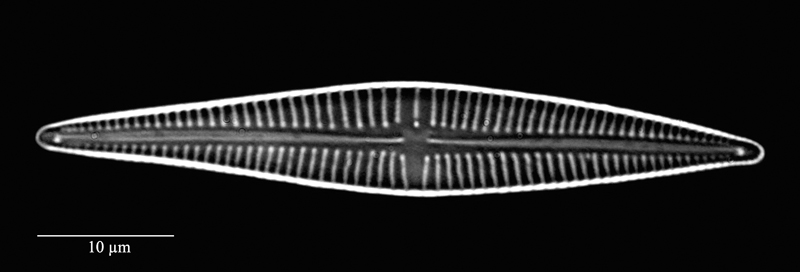 Gomphonema gracile #71719