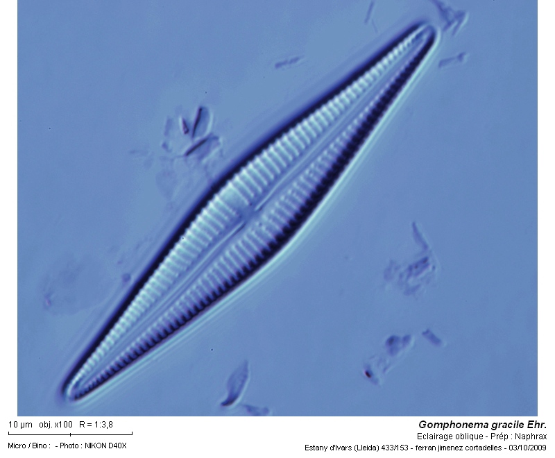 Gomphonema gracile Ehr. #13596