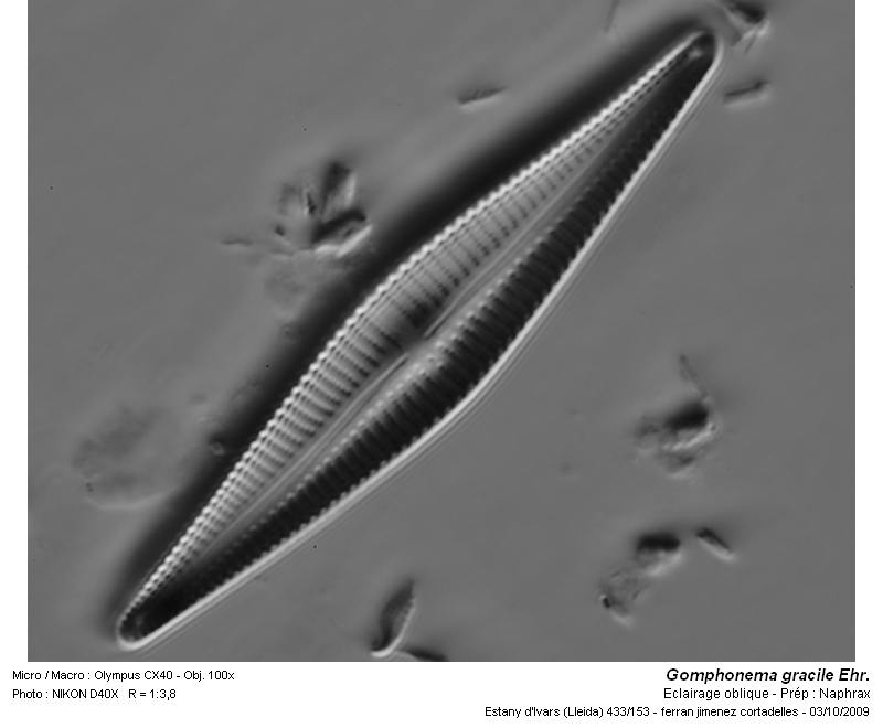 Gomphonema gracile Ehr. #13597
