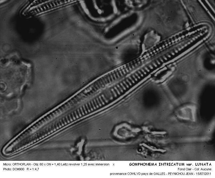 GOMPHONEMA INTRICATUM var. LUNATA #32049