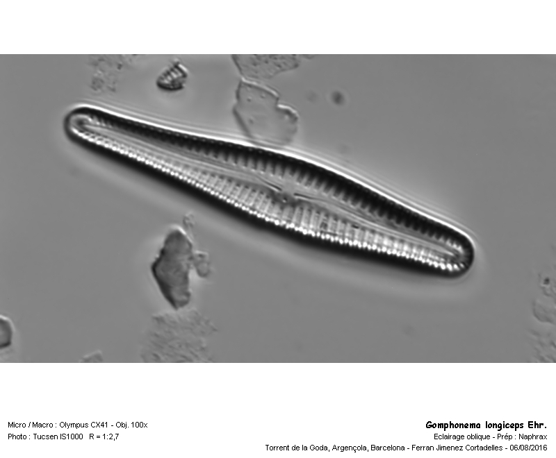 Gomphonema longiceps Ehr. #47248