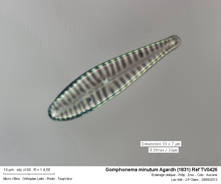 Gomphonema minutum #32389