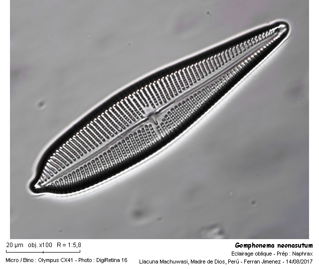 Gomphonema neonasutum Lange-Bertalot & Reichardt nov. spec. #54732