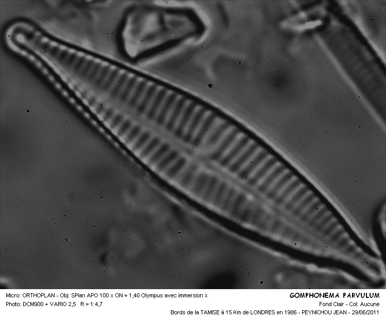 Gomphonema parvulum (Kütz.) Grun. #22937