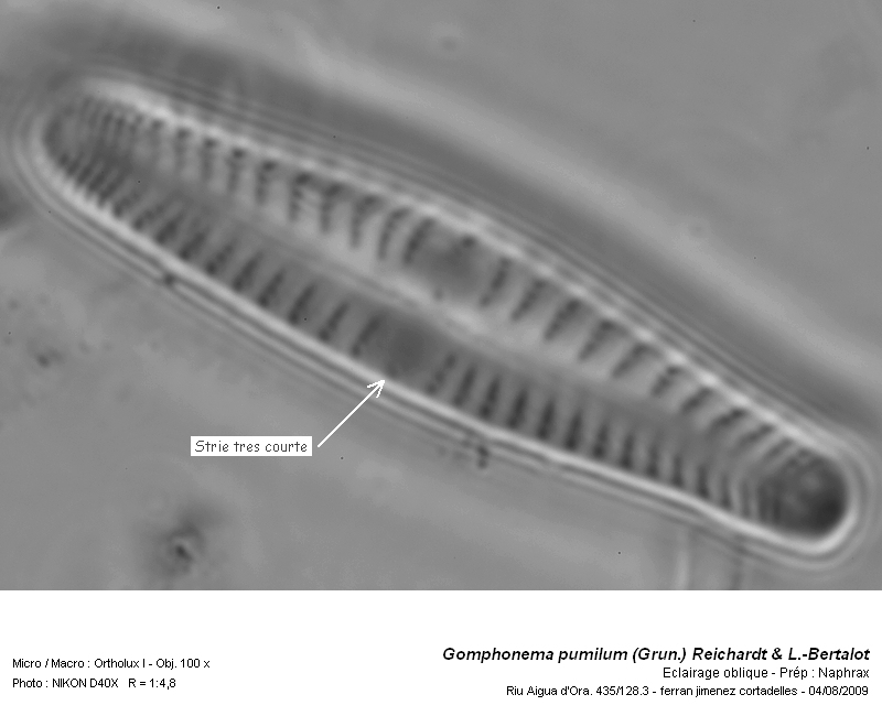 Gomphonema pumilum (Grun.) Reichardt & L.-Bertalot #14263