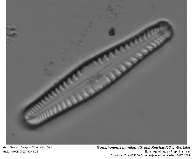 Gomphonema pumilum (Grun.) Reichardt & L.-Bertalot #14264
