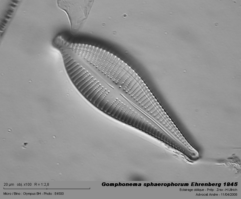 Gomphonema sphaerophorum Ehrenberg 1845 #3426
