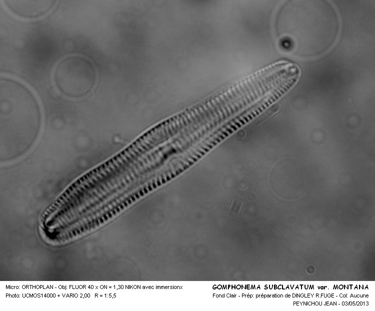 GOMPHONEMA SUBCLAVATUM var. MONTANA #32046