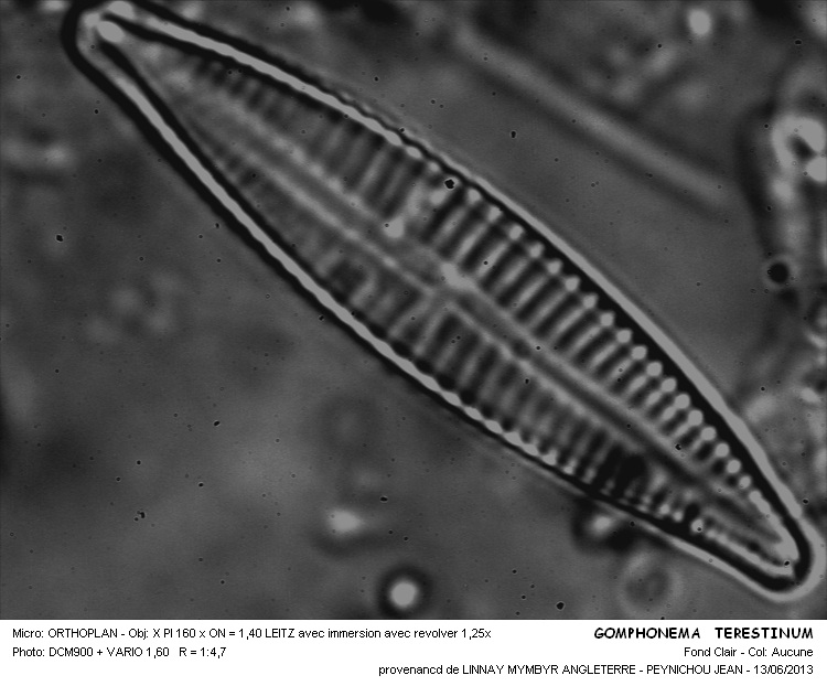 GOMPHONEMA TERESTINUM #32045