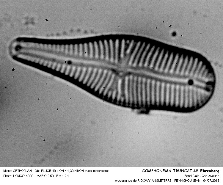 GOMPHONEMA TRUNCATUM Ehrenberg #45972