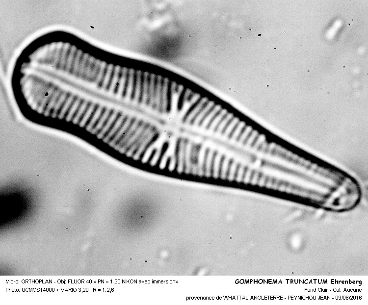 GOMPHONEMA truncatum Ehrenberg #46419