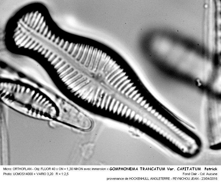 GOMPHONEMA TRUNCATUM Var. CAPITATUM Patrick #44756