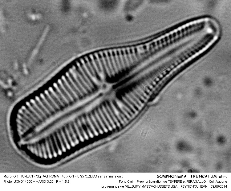GOMPHONEMA TRUNCATUM  Ehr. #38473