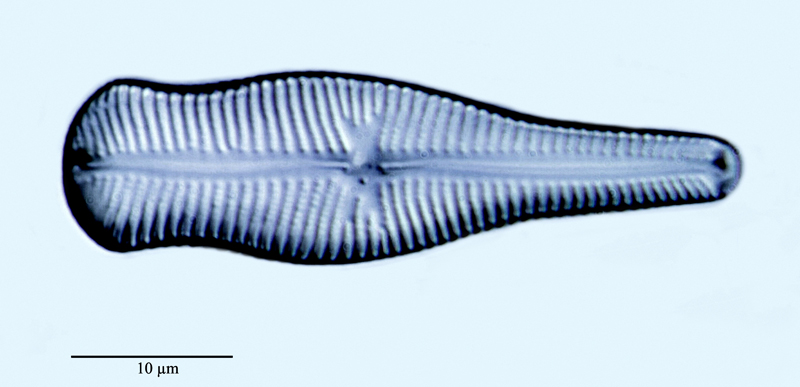 Gomphonema truncatum #47777