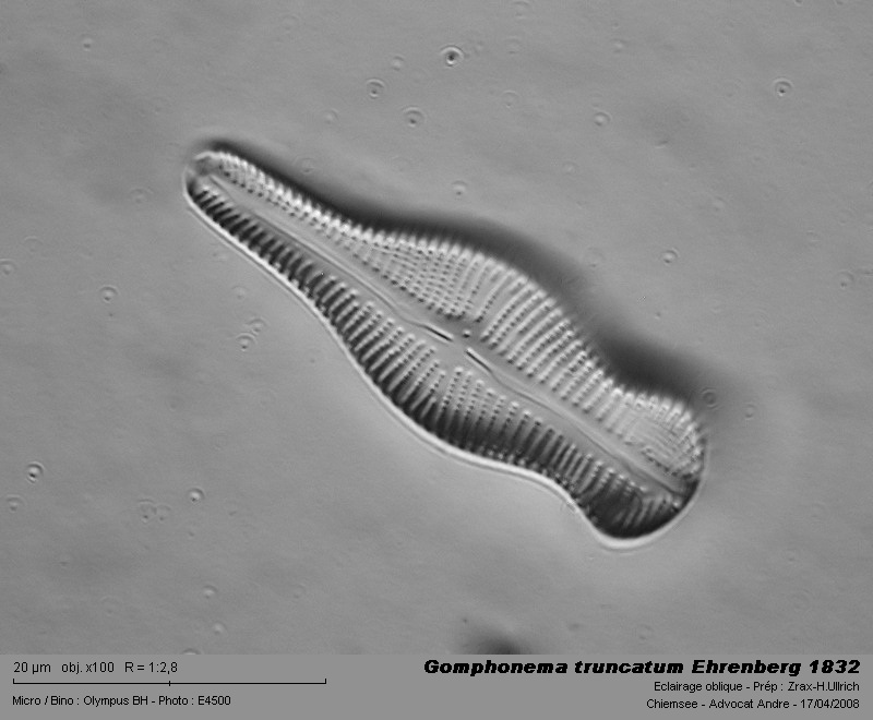 Gomphonema truncatum Ehr. 1832 #3378