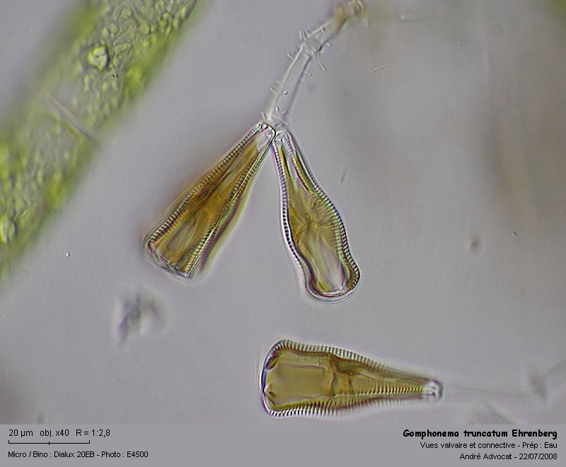 Gomphonema truncatum Ehr. 1832 #4872