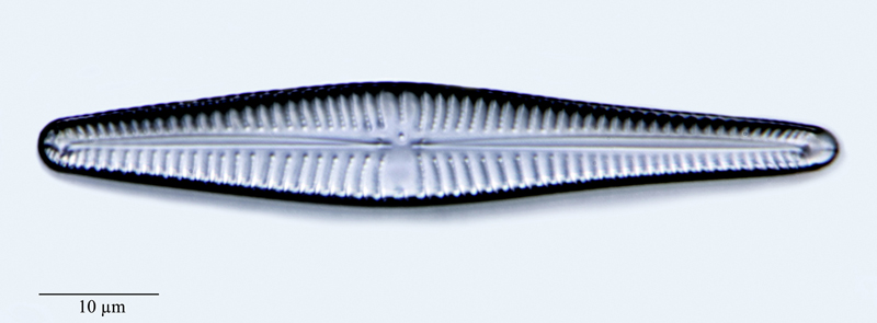 Gomphonema vibrio #47778