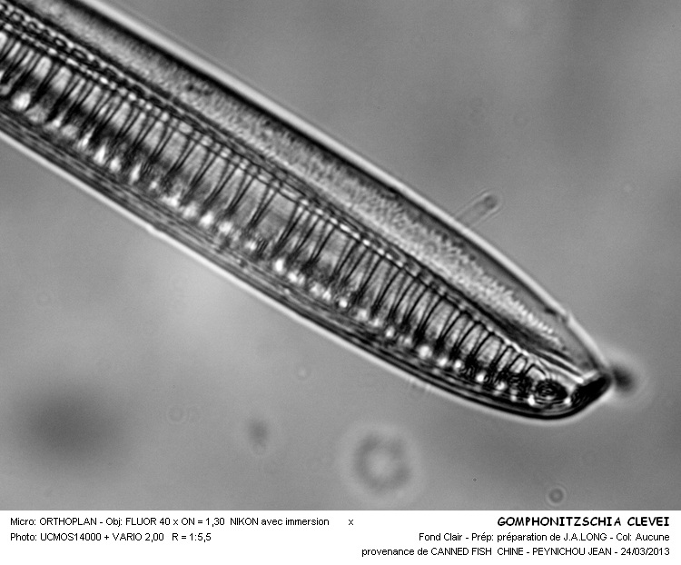 GOMPHONITZSCHIA CLEVEI #30266