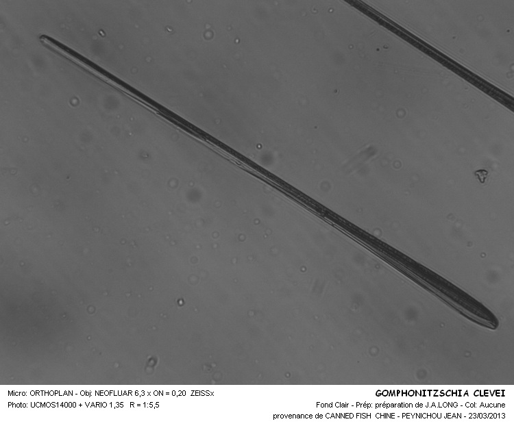 GOMPHONITZSCHIA CLEVEI #30265