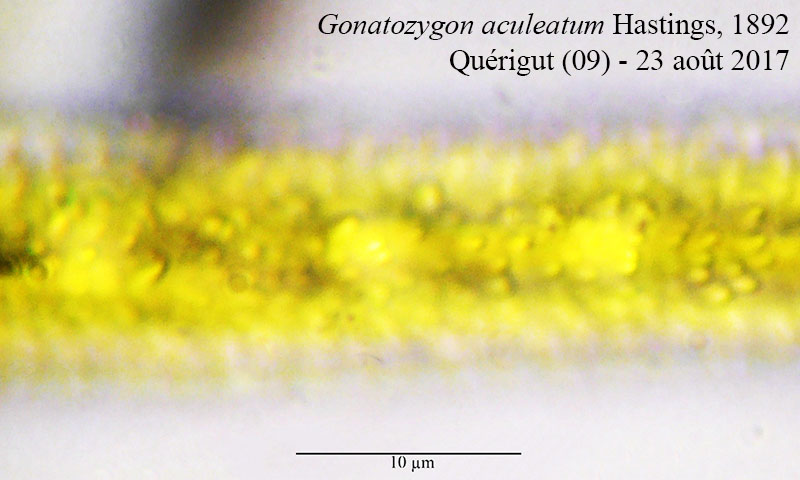 Gonatozygon aculeatum #52747
