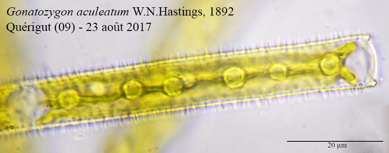 Gonatozygon aculeatum #52745
