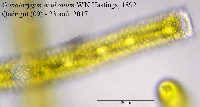 Gonatozygon aculeatum #52746