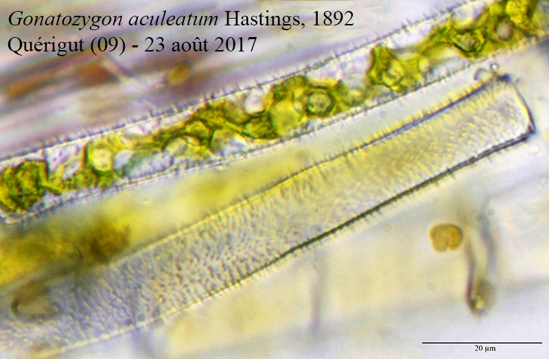 Gonatozygon aculeatum #52744
