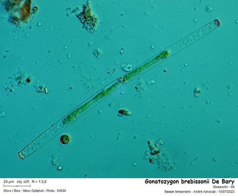 Gonatozygon brebissonii De Bary #85098