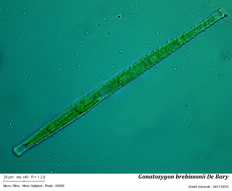 Gonatozygon brebissonii De Bary #56958