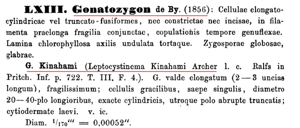 Gonatozygon kinahanii (W. Archer) Rabenh. #81734