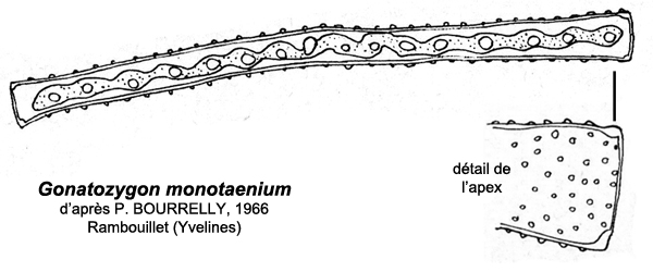 Gonatozygon monotaenium De Bary #76175