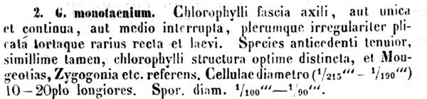 Gonatozygon monotaenium De Bary #76174