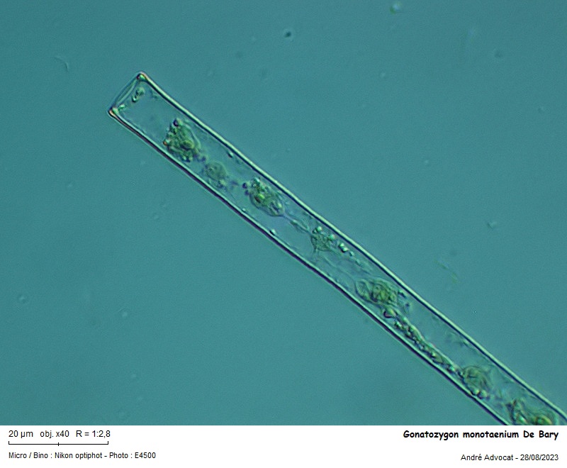 Gonatozygon monotaenium De Bary #76108