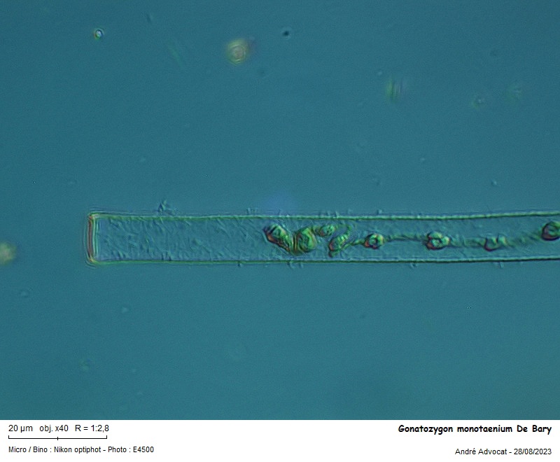 Gonatozygon monotaenium De Bary #76110