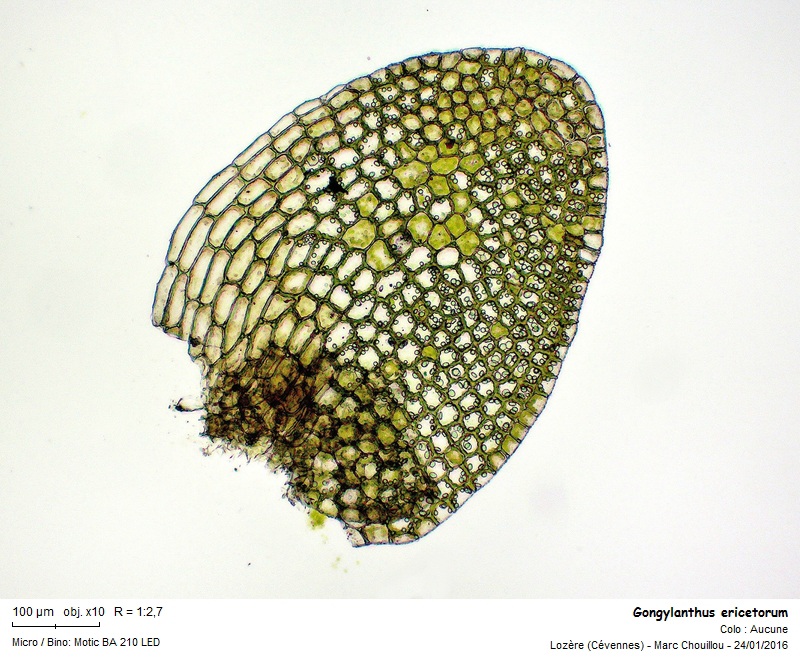 Gongylanthus ericetorum (Raddi) Nees #48146
