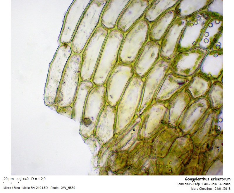 Gongylanthus ericetorum (Raddi) Nees #48147