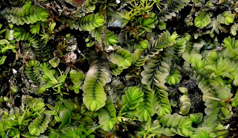 Gongylanthus ericetorum (Raddi) Nees #48145