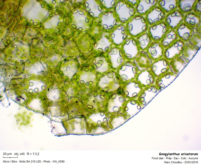 Gongylanthus ericetorum (Raddi) Nees #48148