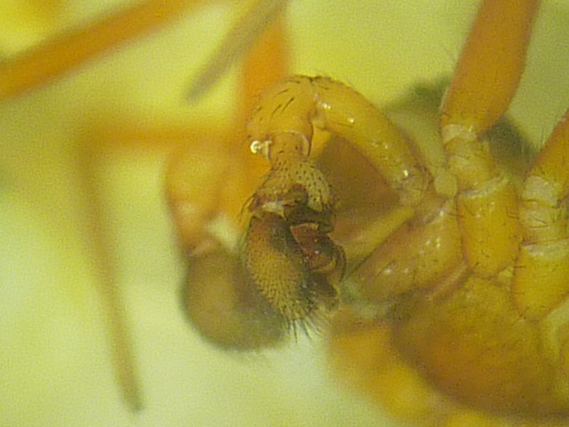 Gongylidium rufipes (Sundevall, 1829) - Linyphiidae #13135