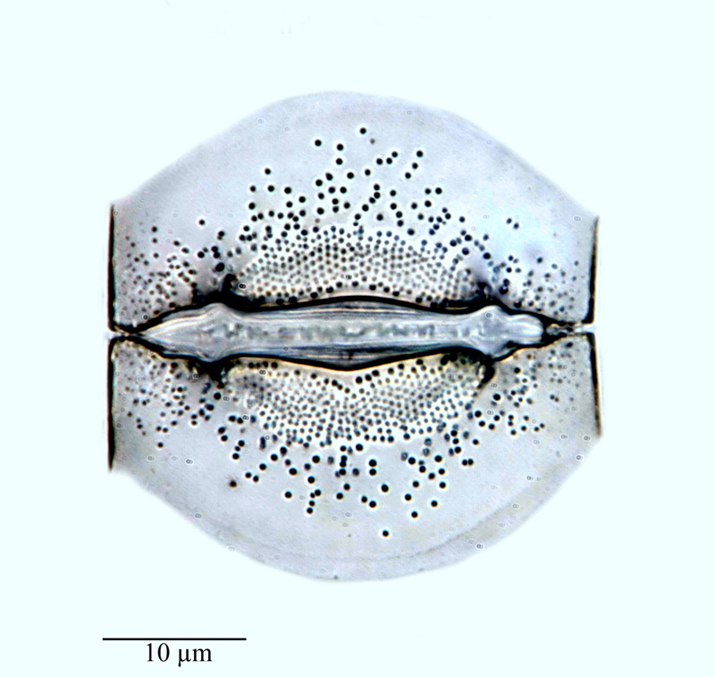 Goniothecium decoratum #64303