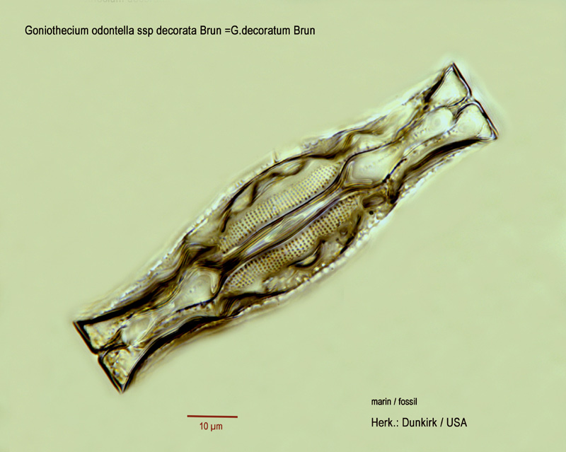 Goniothecium odontella ssp. decorata Brun #14352