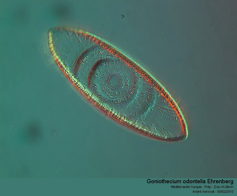 Goniothecium odontella Ehrenberg #14465