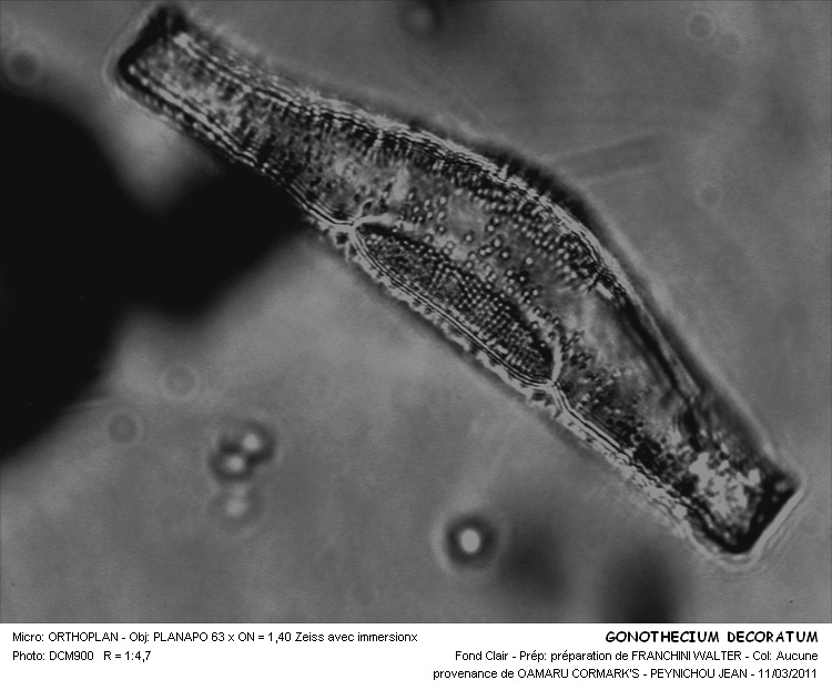 GONOTHECIUM DECORATUM Brun #32041
