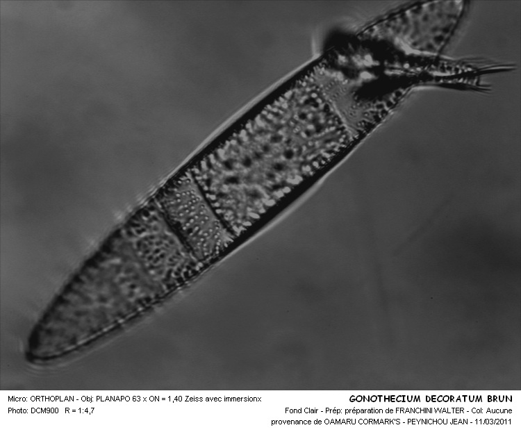 GONOTHECIUM DECORATUM Brun #32042