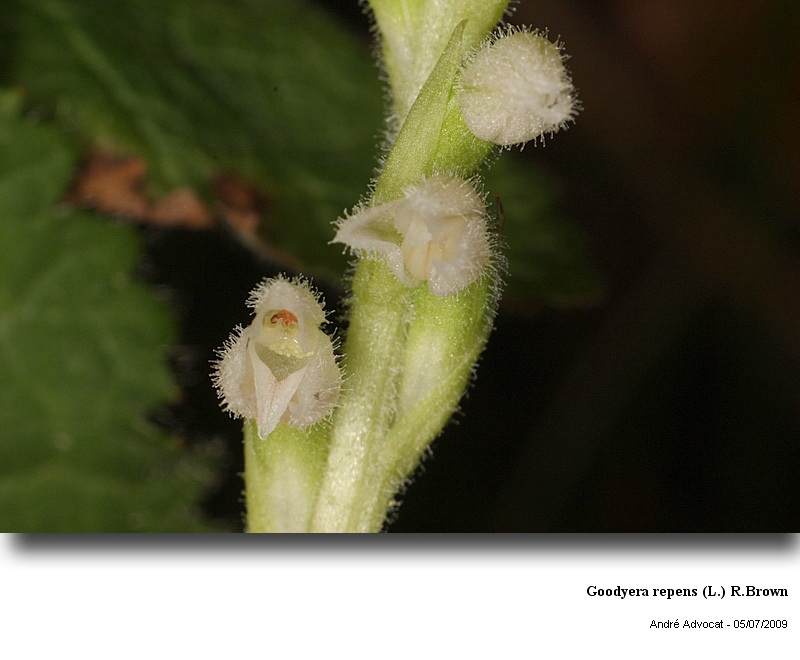 Goodyera repens (L.) R.Brown (orchidée) #59725