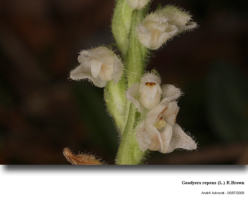 Goodyera repens (L.) R.Brown (orchidée) #59726