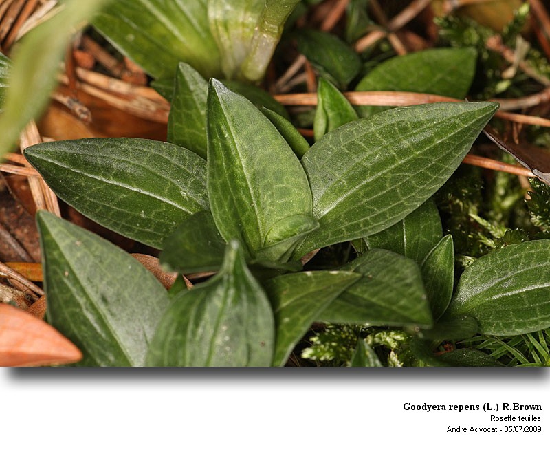 Goodyera repens (L.) R.Brown (orchidée) #59724