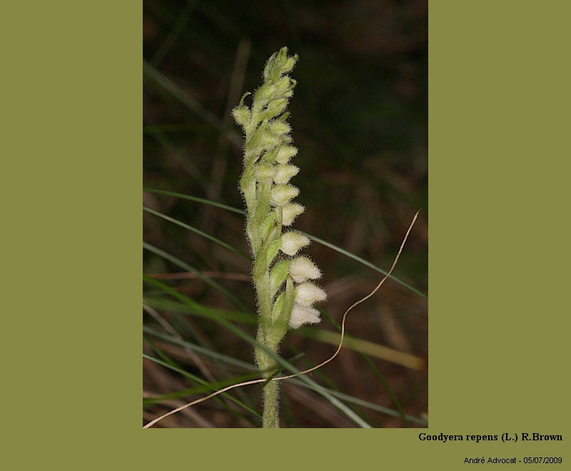 Goodyera repens (L.) R.Brown (orchidée) #59723