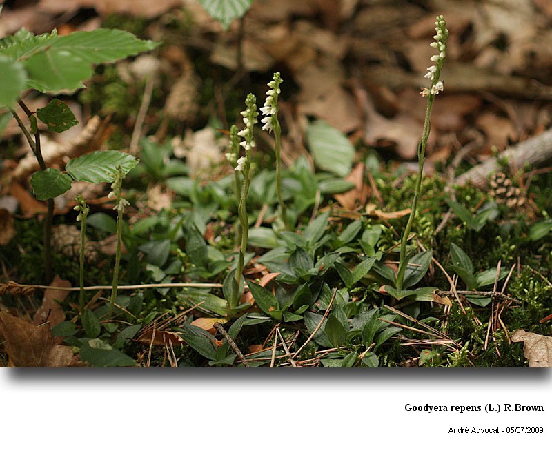 Goodyera repens (L.) R.Brown (orchidée) #59722